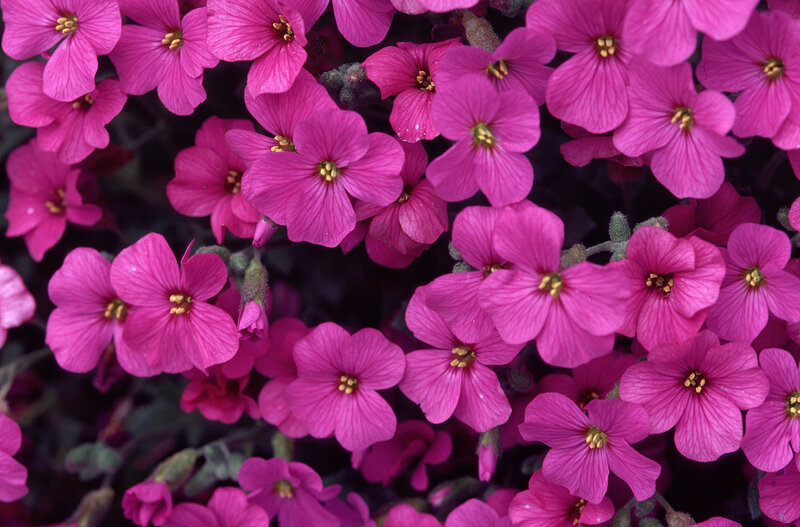 Pink Aubrieta Flowers