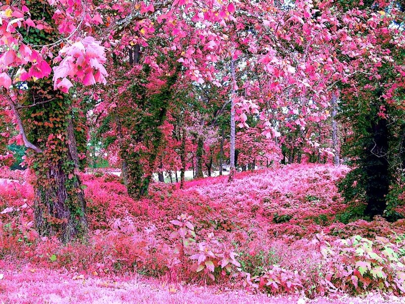 Pink autumn forest scene