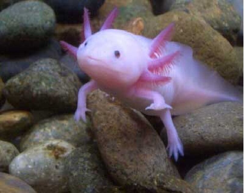 Pink Axolotl on Rocks