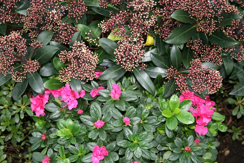 Pink Azalea and Cotoneaster
