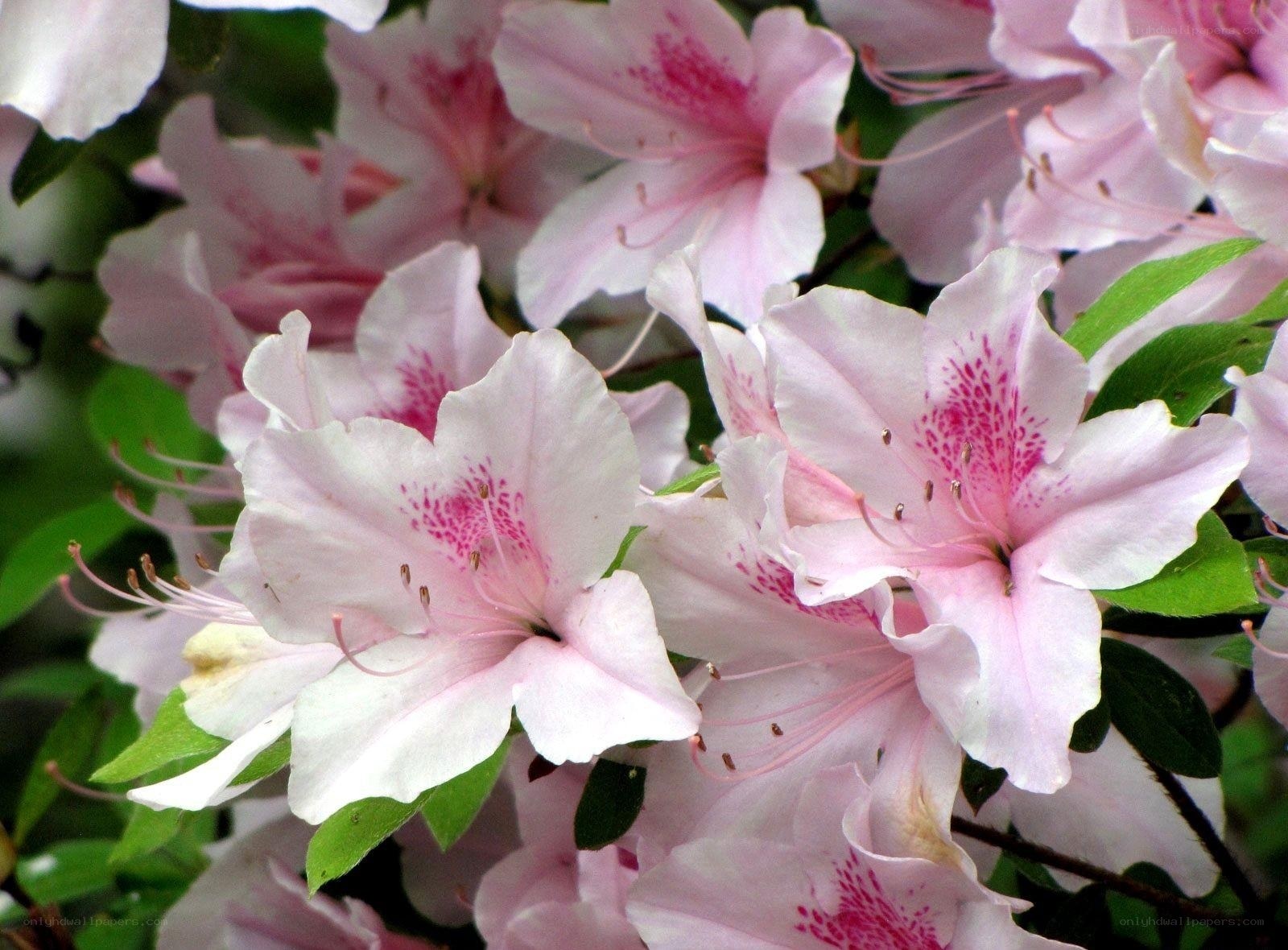 Pink azalea blossoms