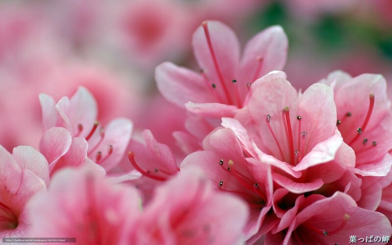 Pink azalea blossoms