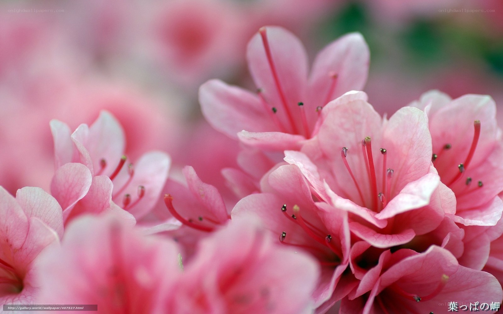 Pink azalea blossoms