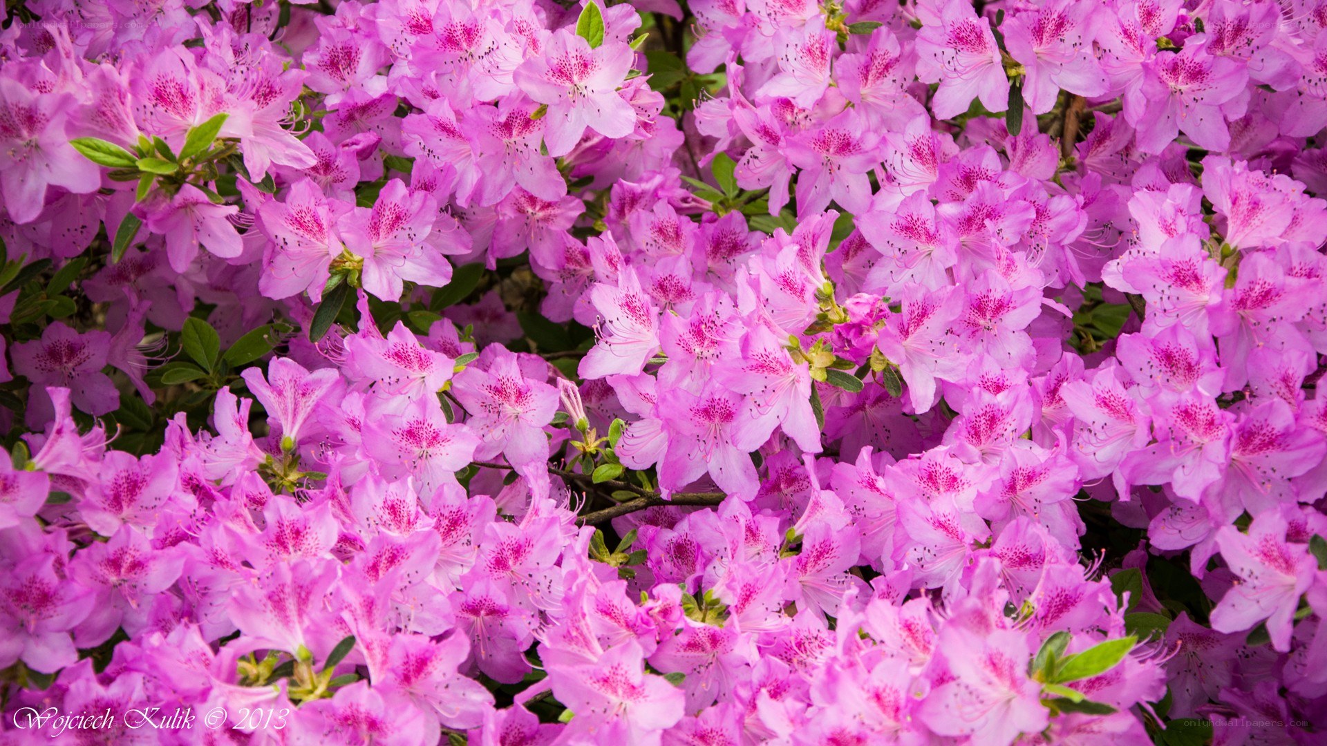 Pink azalea blossoms