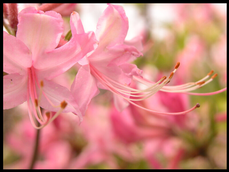 Pink azalea blossoms in bloom