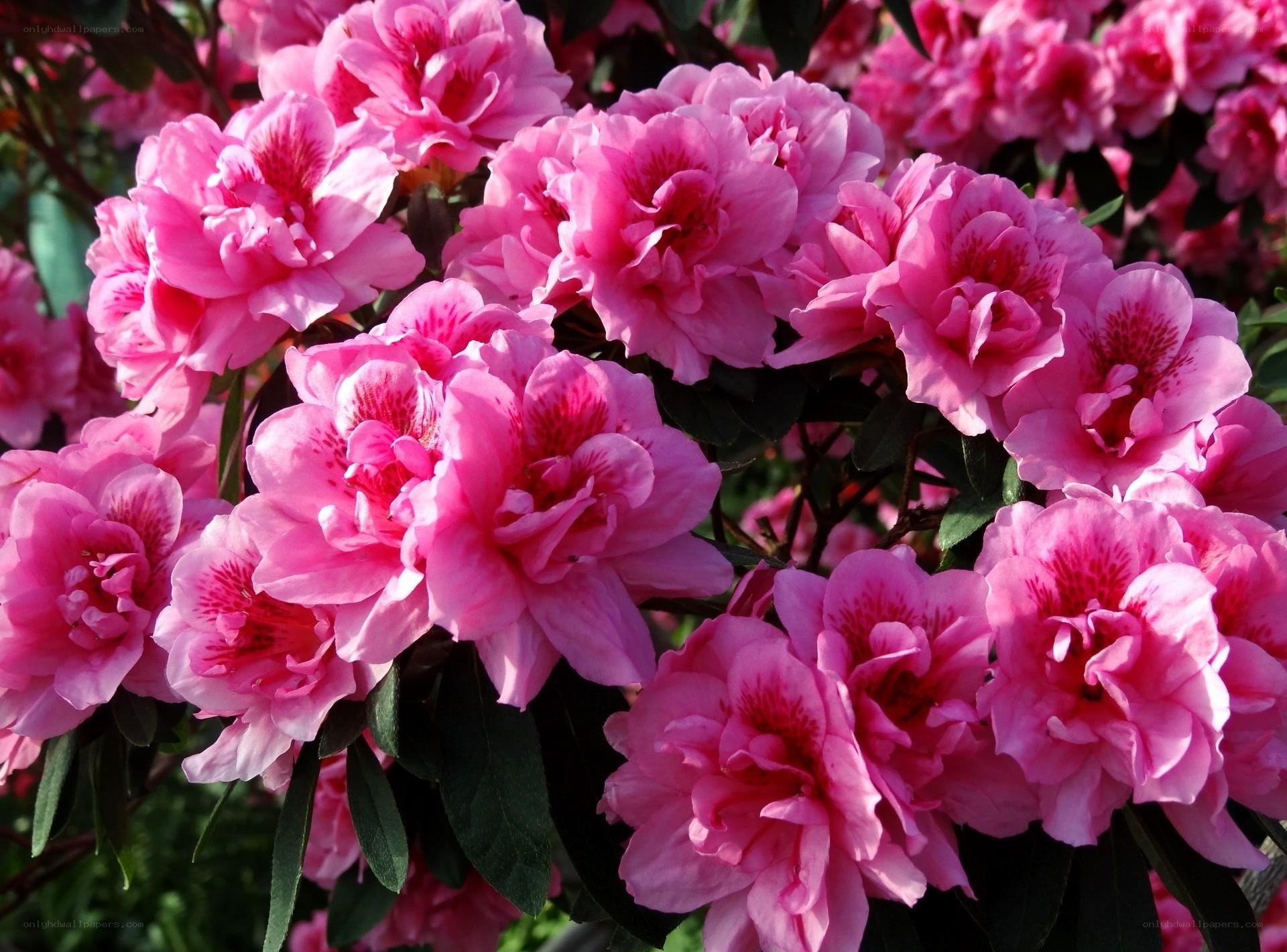 Pink azalea blossoms in bloom