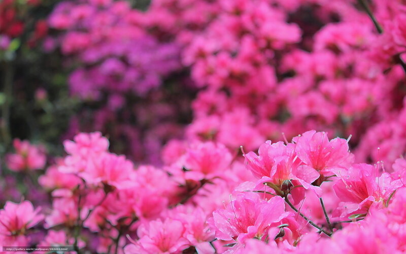 Pink azalea blossoms in bloom