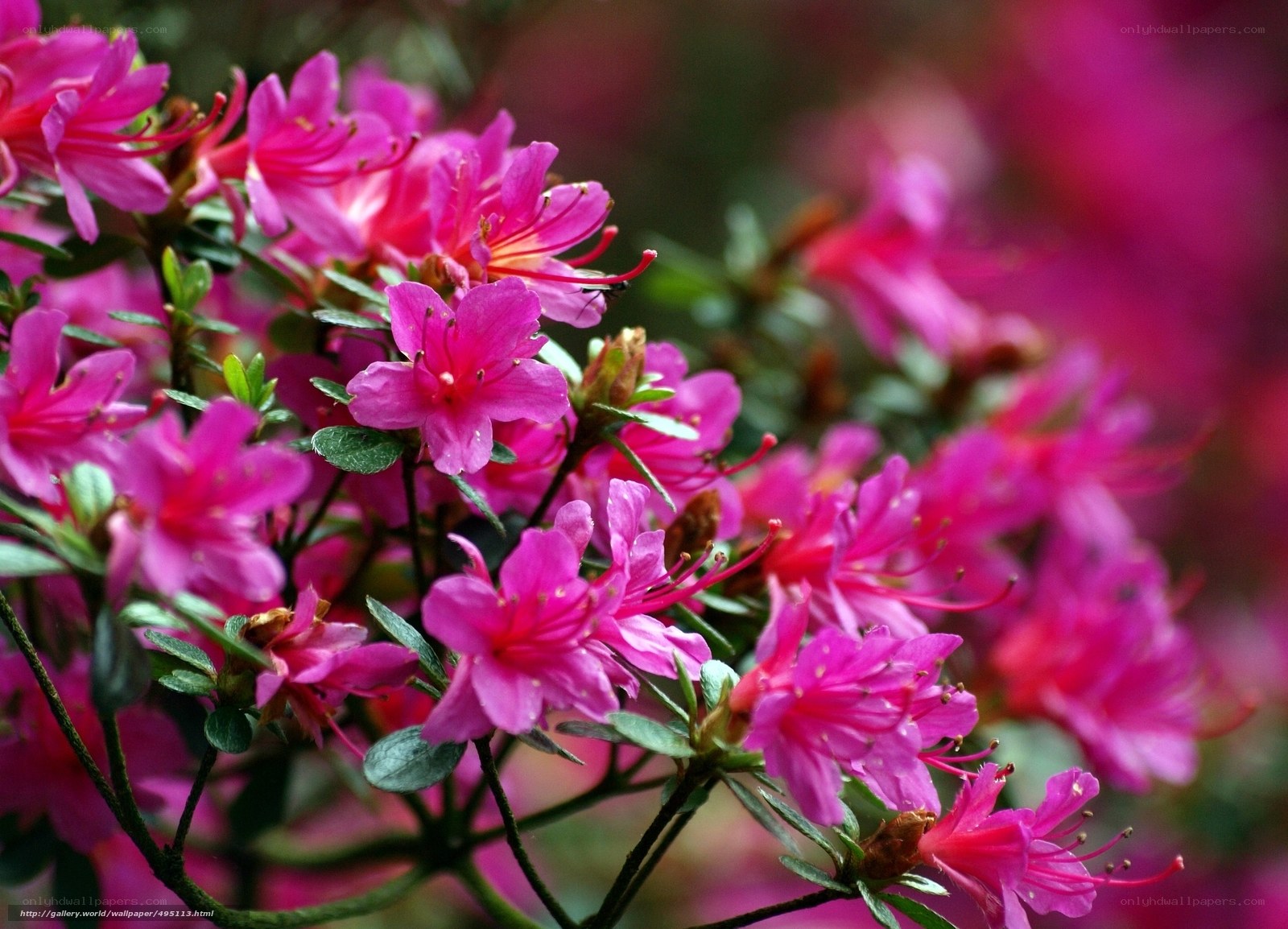Pink azalea blossoms in bloom