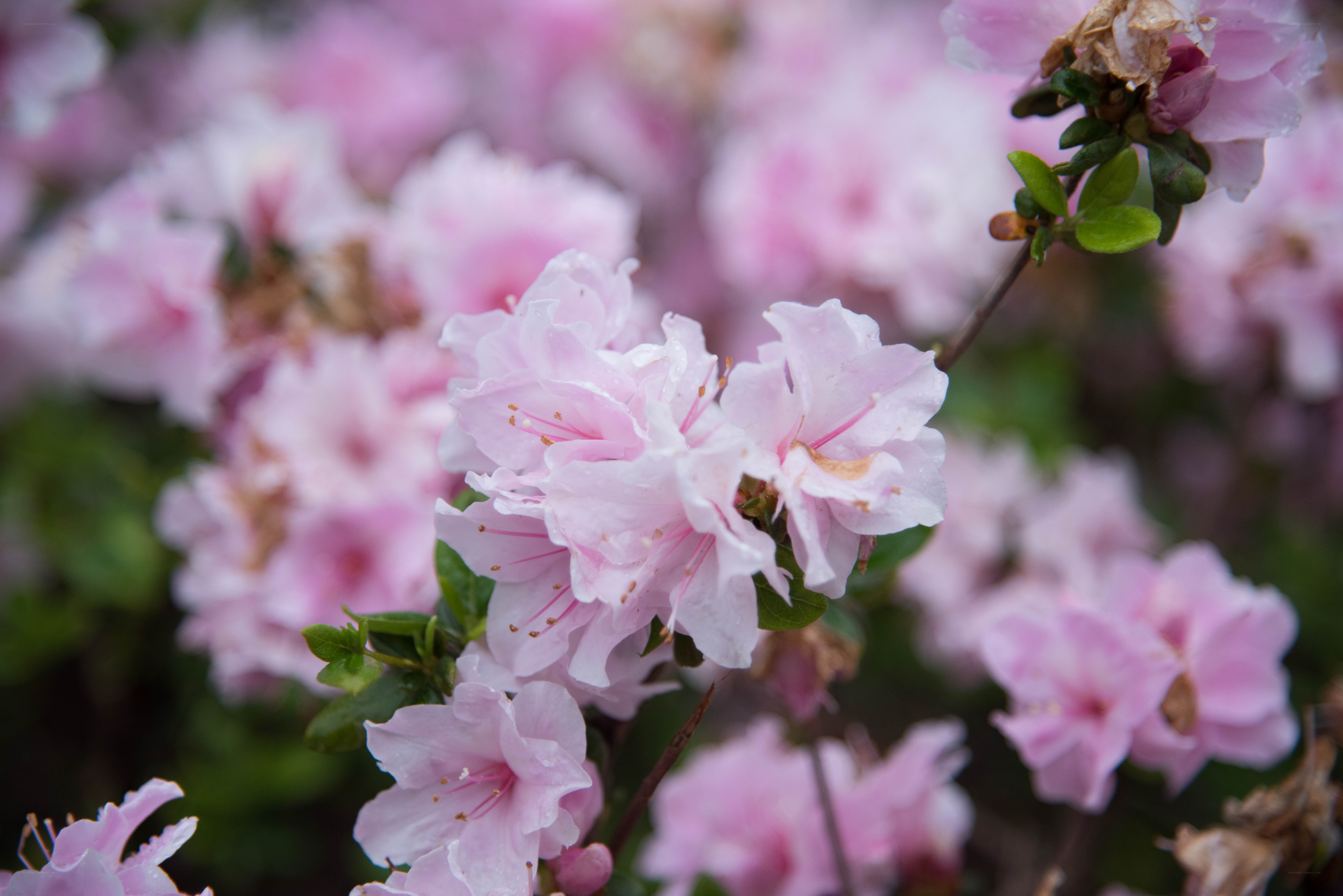 Pink azalea blossoms in bloom