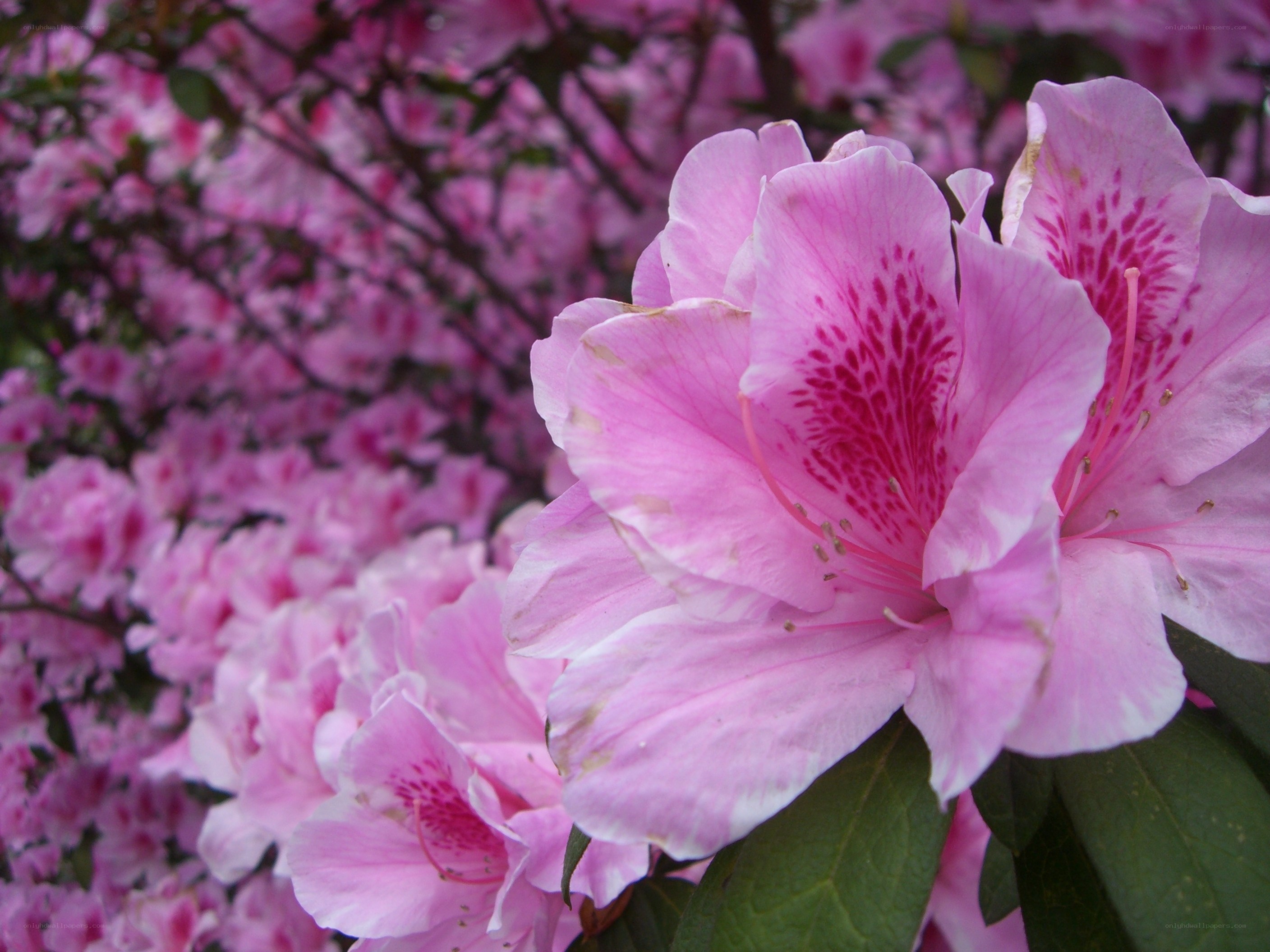 Pink azalea blossoms in bloom