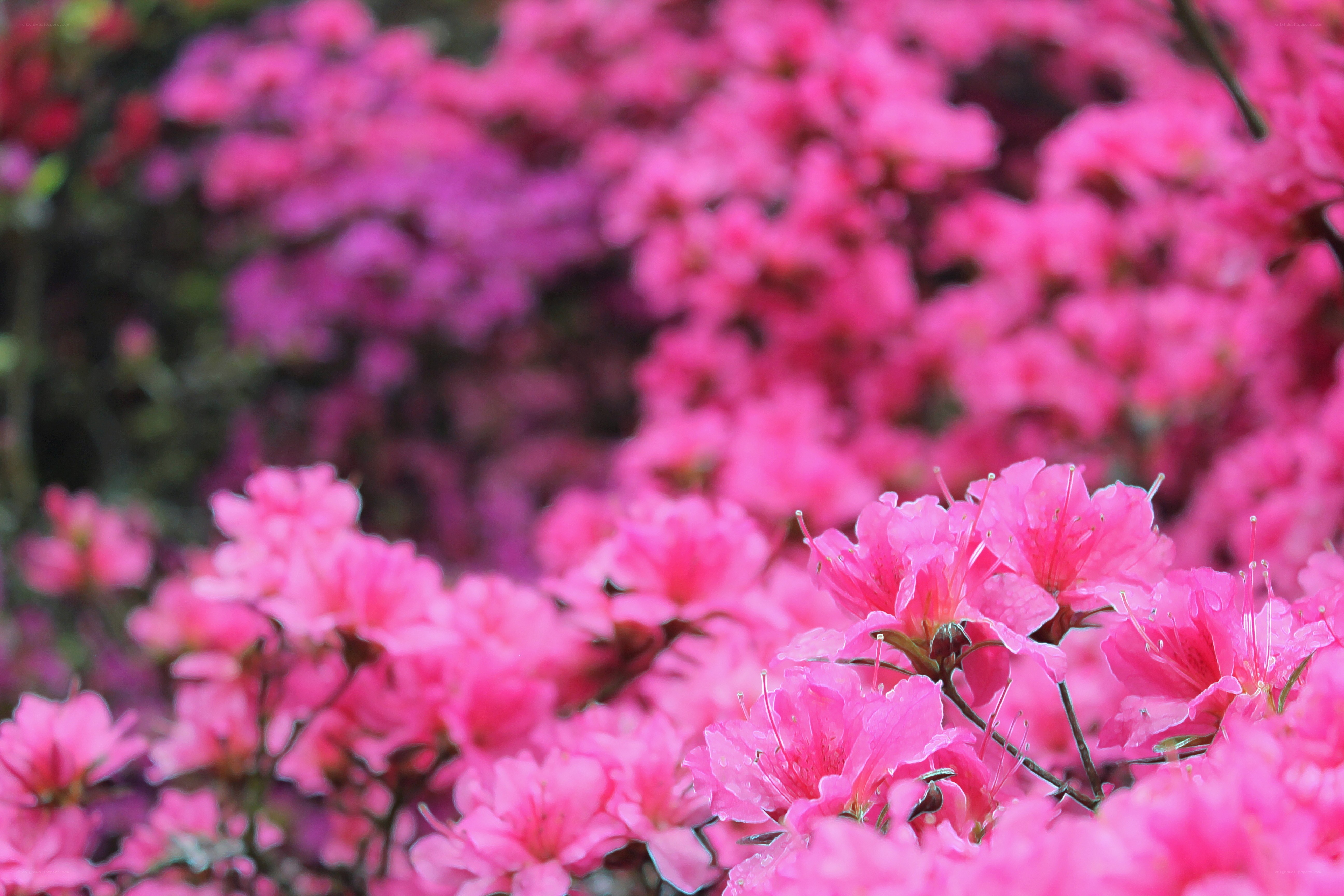 Pink azalea blossoms in bloom