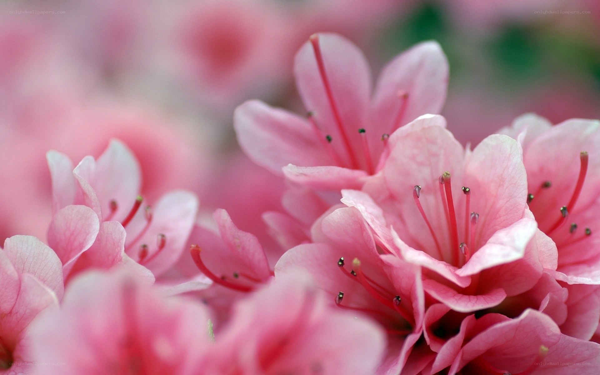 Pink azalea blossoms in bloom