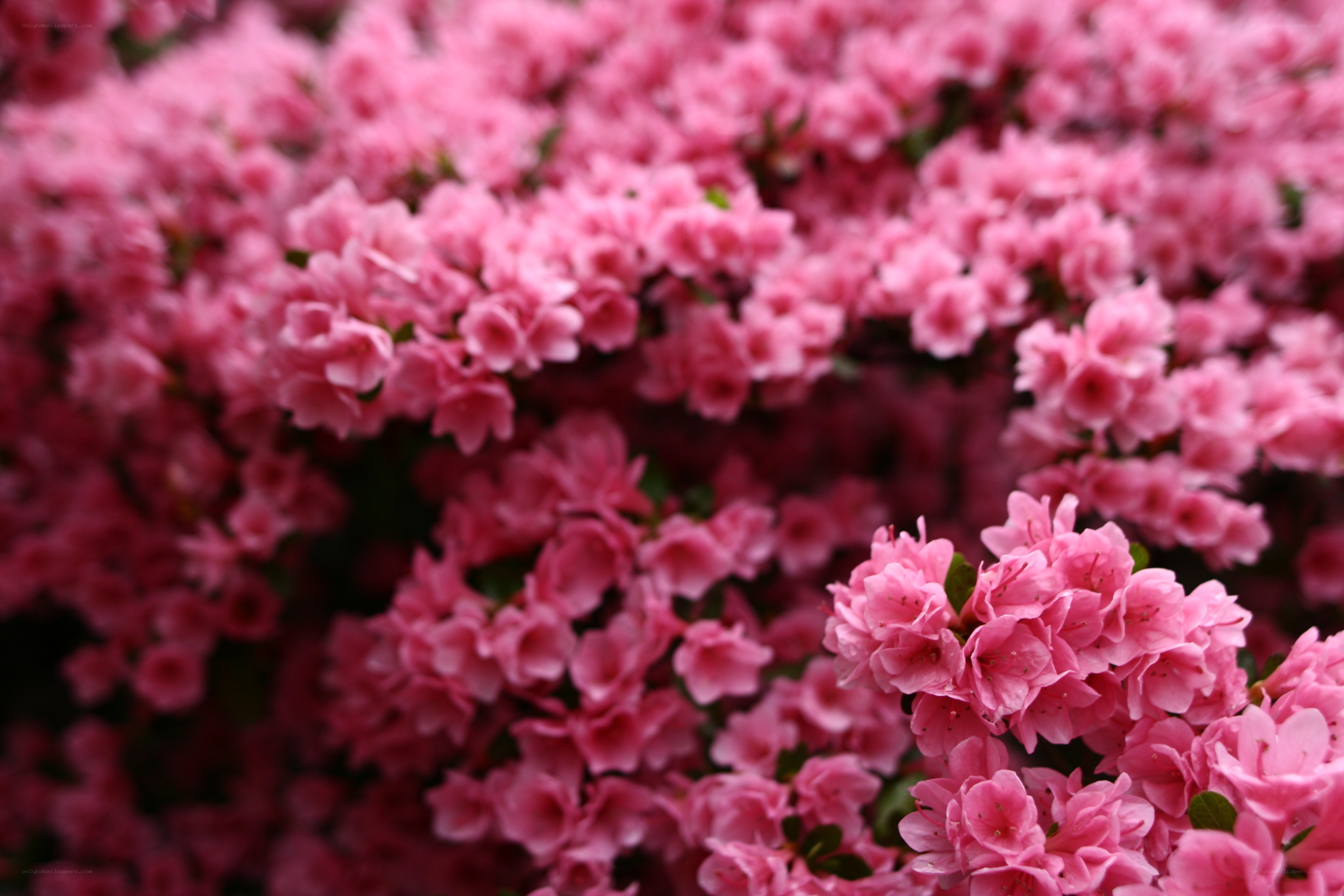 Pink azalea blossoms in bloom