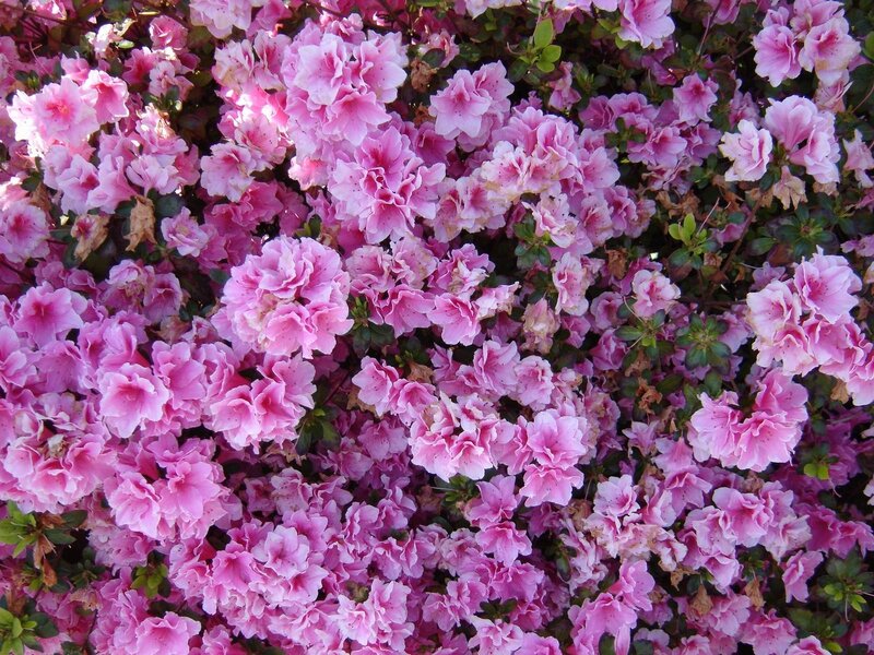 Pink azalea blossoms in bloom