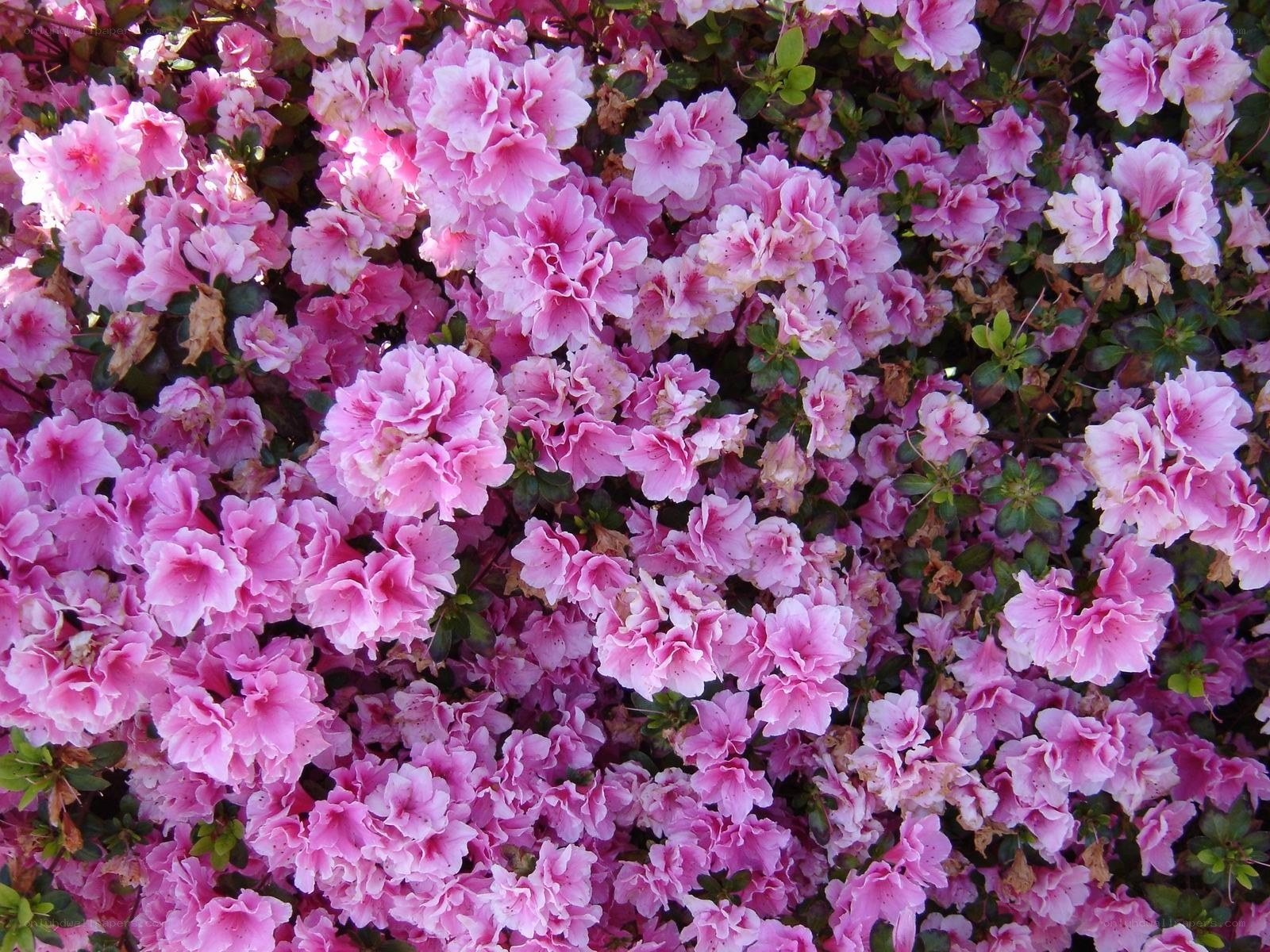 Pink azalea blossoms in bloom