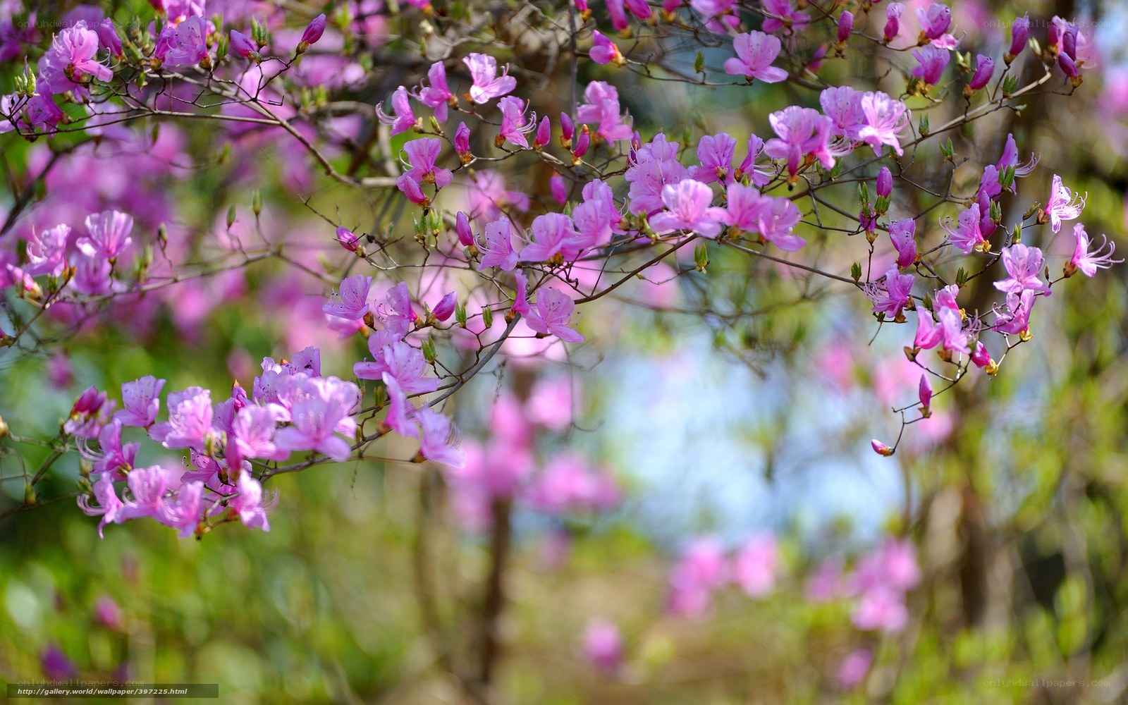 Pink azalea blossoms in spring