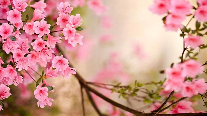 Pink Azalea Blossoms — Serene, Spring, Photograph, Flowers, Branches