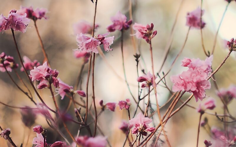 Pink Azalea Blossoms — Serene, Spring, Photograph, Flowers