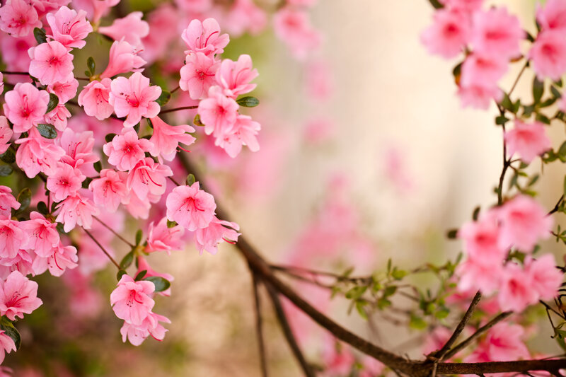 Pink Azalea Blossoms — Serene, Spring, Photograph