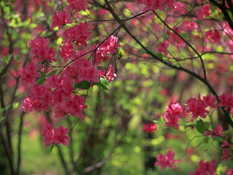 Pink Azalea Blossoms — Serene
