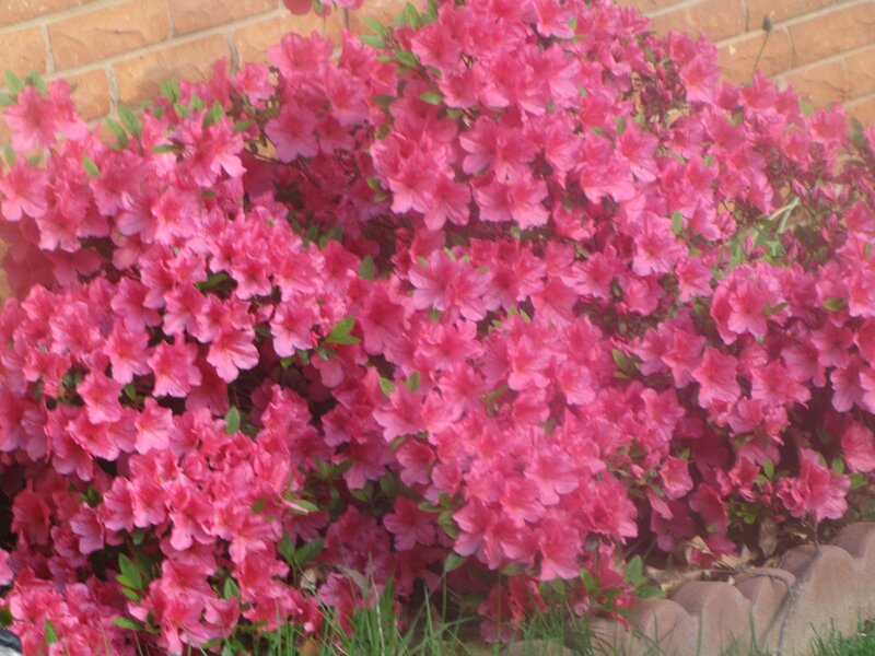 Pink Azalea Bush — Calm, Spring, Photograph, Brick Wall