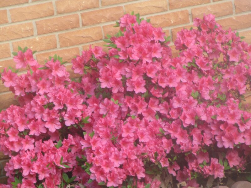 Pink Azalea Bush — Calm, Spring, Photograph, Flowers