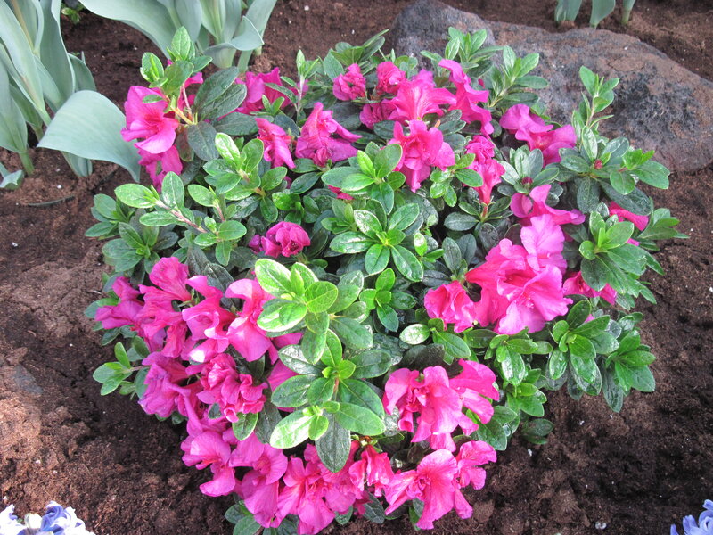 Pink Azalea Bush — Calm, Spring, Photograph, Green Leaves, Soil