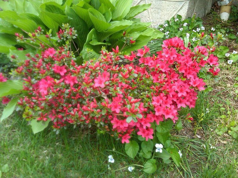 Pink Azalea Bush — Calm, Spring, Photograph, Hostas