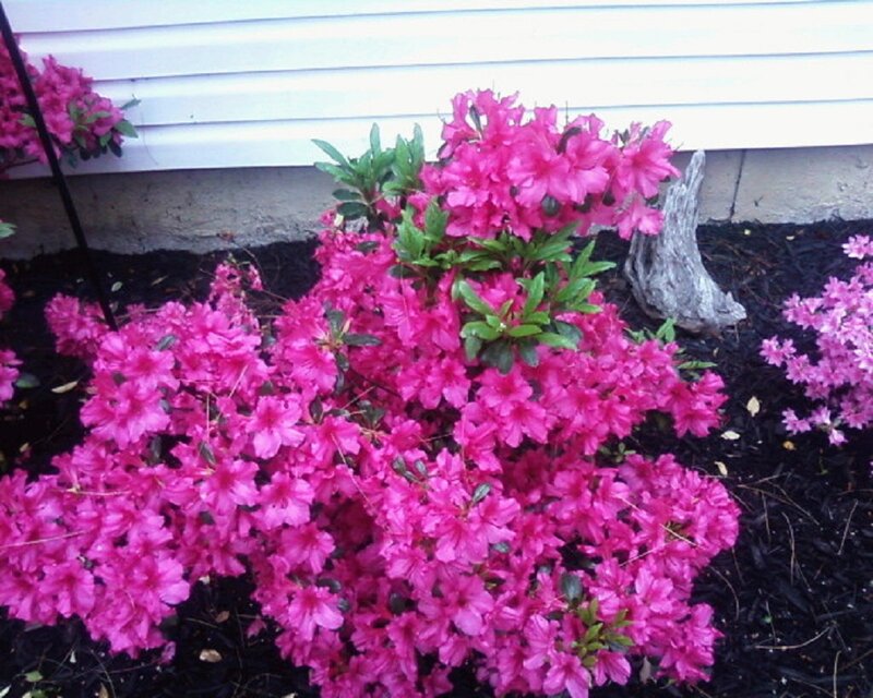 Pink Azalea Bush — Calm, Spring, Photograph