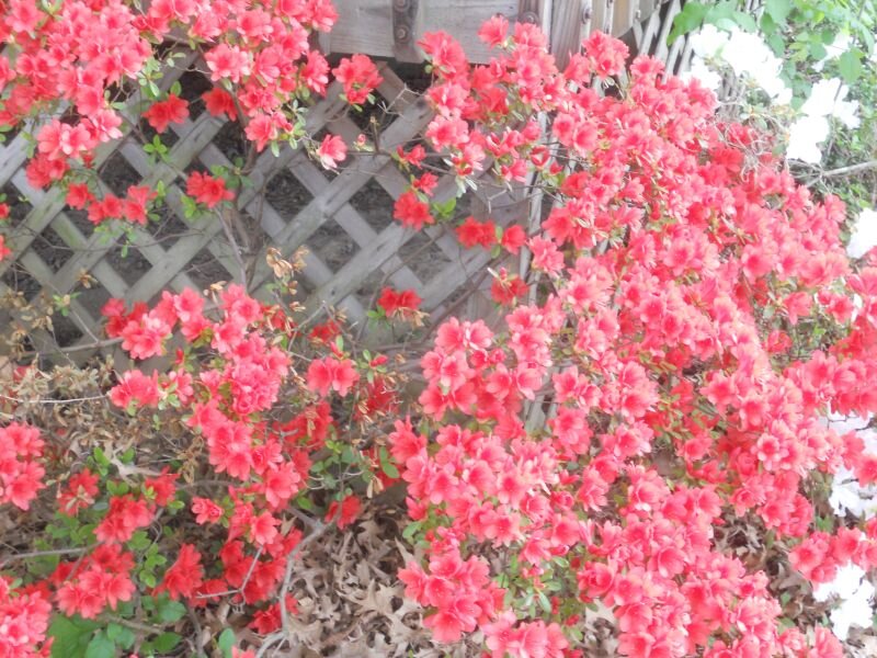 Pink Azalea Bush — Calm, Spring