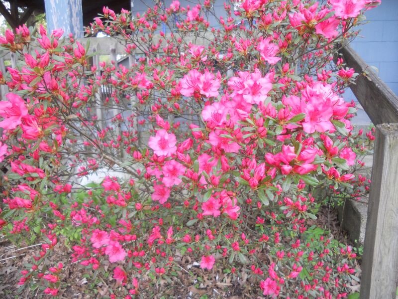 Pink Azalea Bush — Calm