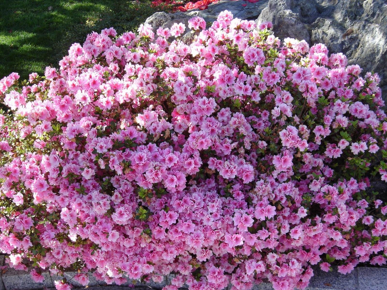 Pink azalea bush in bloom
