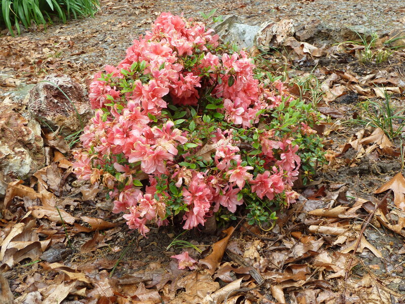 Pink Azalea Bush — Natural