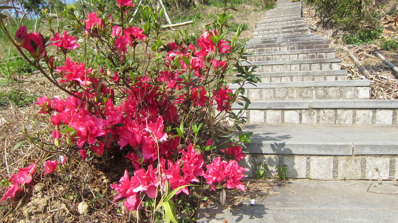 Pink Azalea Bush — Serene, Spring, Photograph, Stairs