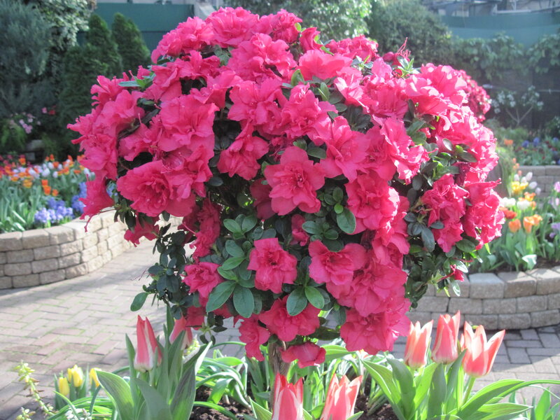 Pink Azalea Bush — Serene, Spring, Photograph
