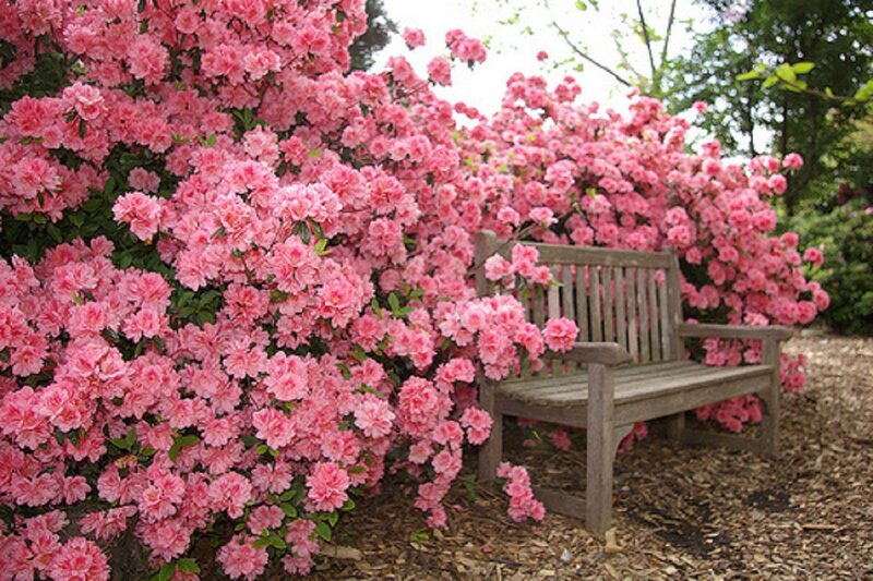 Pink Azalea Bush — Serene, Spring