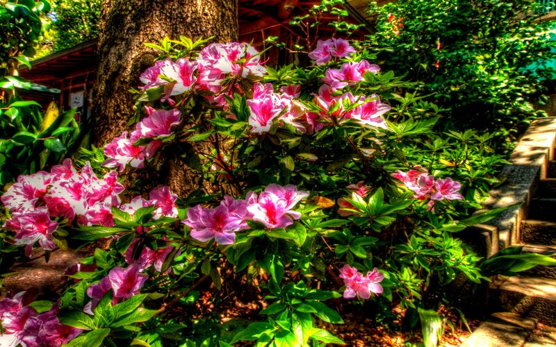 Pink Azalea Bush — Serene