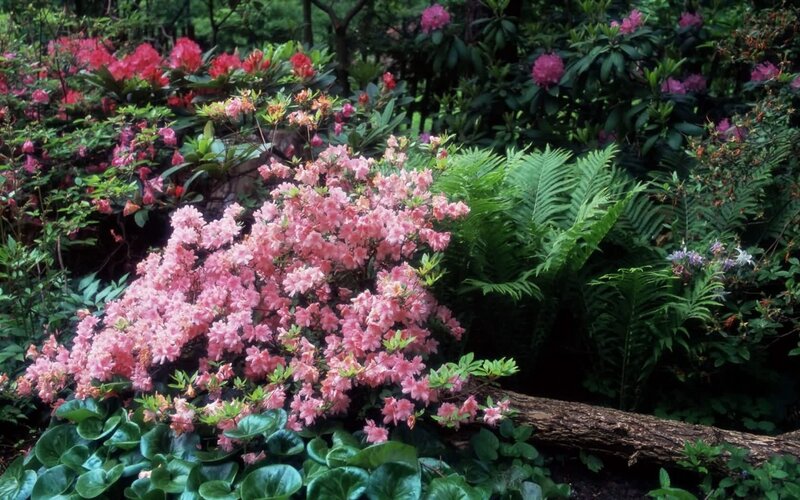 Pink Azalea Bush