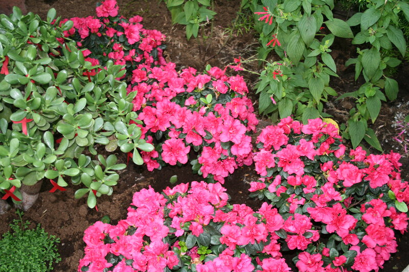 Pink Azalea Bushes — Calm