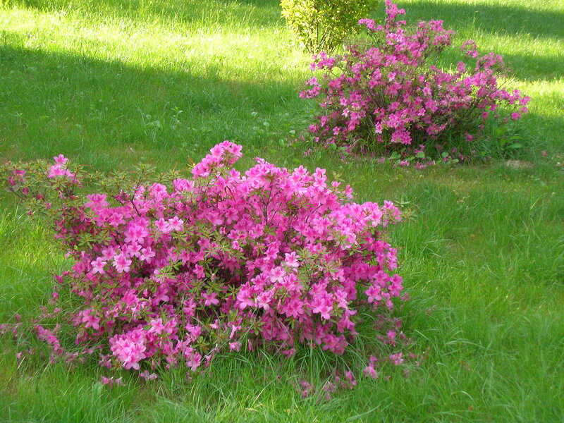 Pink Azalea Bushes — Green, Serene