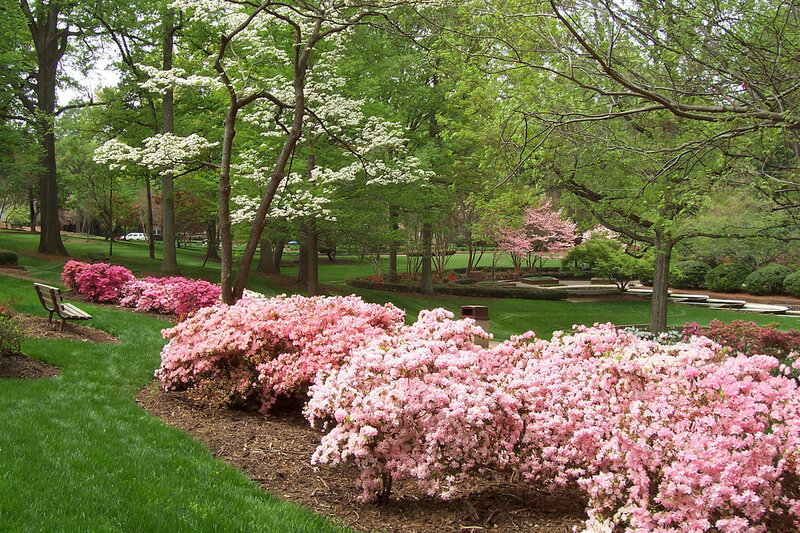 Pink Azalea Bushes — Green