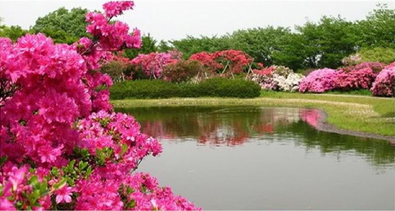 Pink Azalea Bushes — Serene, Spring