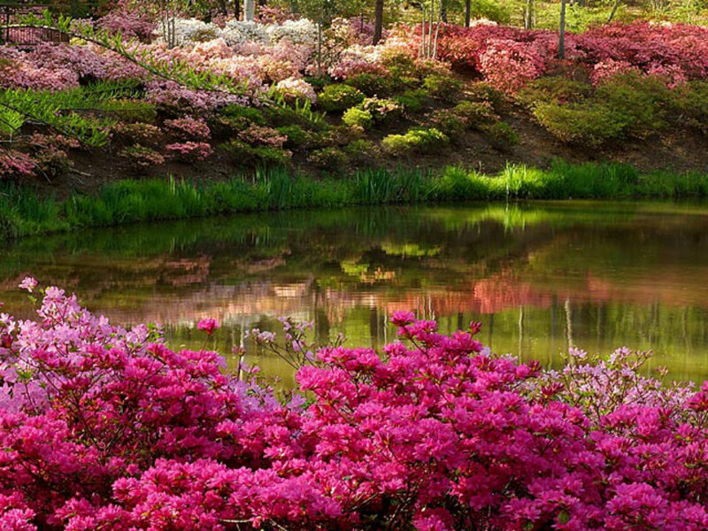 Pink Azalea Bushes — Serene
