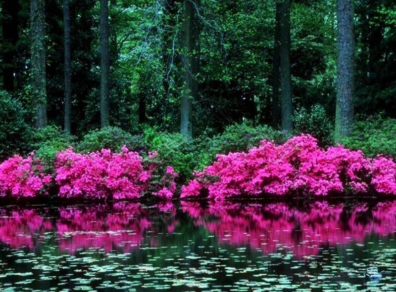 Pink Azalea Bushes