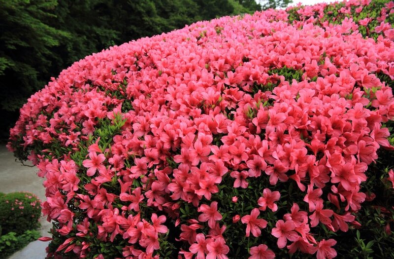 Pink azalea flower bush