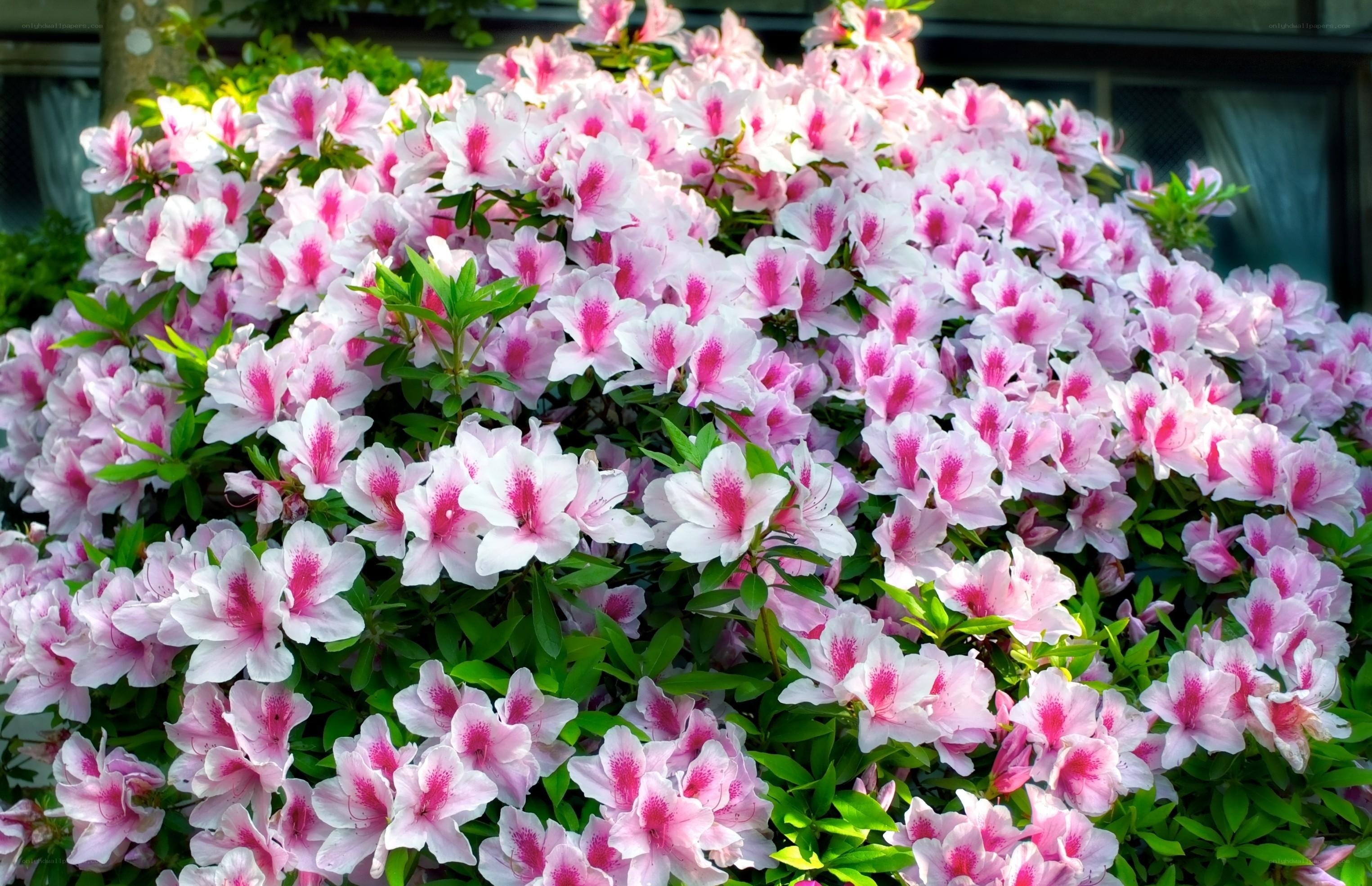 Pink azalea flower bush