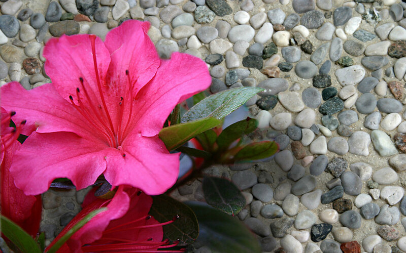 Pink Azalea Flower — Calm, Photograph, Pebbles