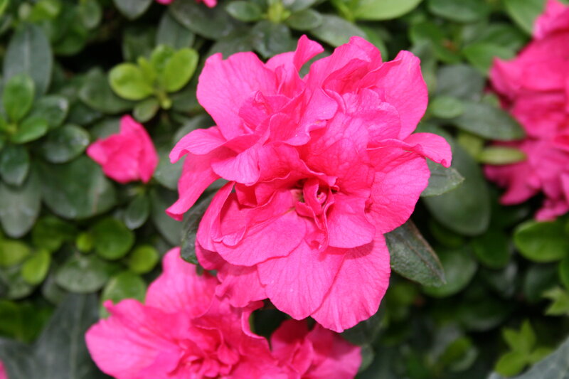 Pink Azalea Flower — Calm, Photograph