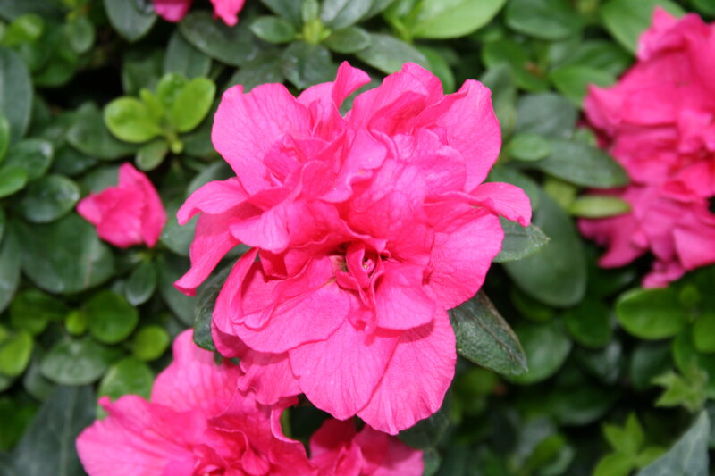 Pink Azalea Flower — Calm, Spring, Photograph