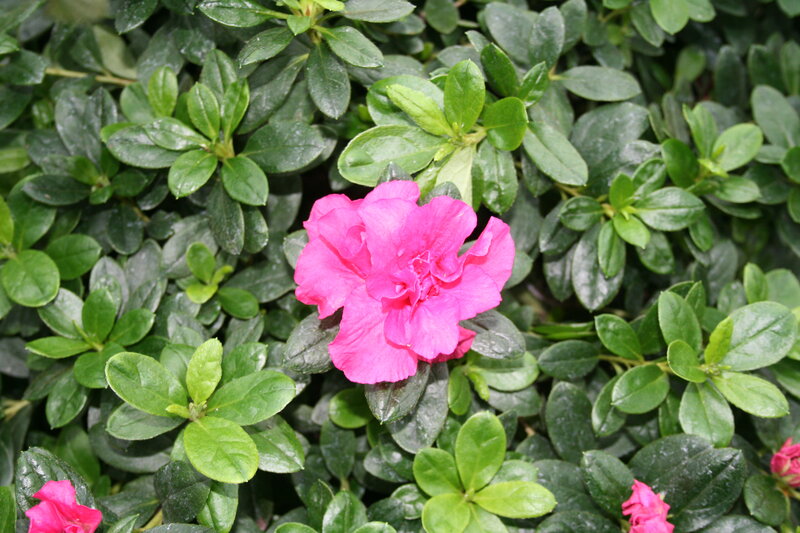Pink Azalea Flower — Calm, Spring